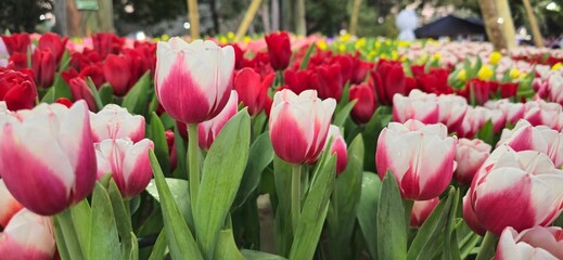 white and red tulip flowers on the colorful of tulips field