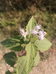 butterfly on a flower