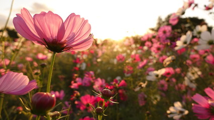 夕焼けとコスモス畑