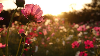 Obraz premium 夕焼けとコスモス畑
