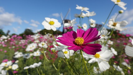 秋のコスモス畑