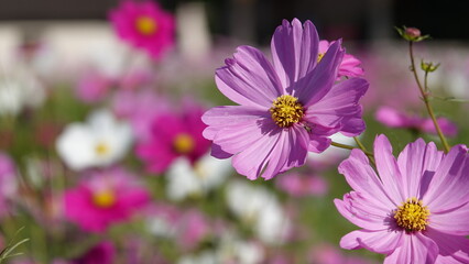 Fototapeta premium 秋のコスモス畑