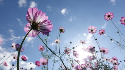 秋のコスモス畑