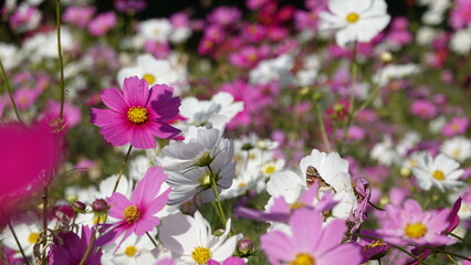 秋のコスモス畑