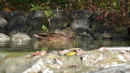 カモ