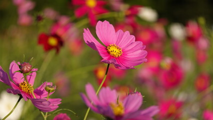 Fototapeta premium 秋のコスモス畑