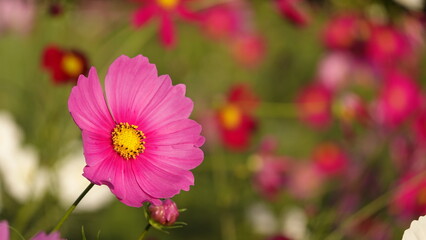 秋のコスモス畑