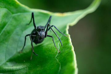 Ant-mimicking jumping spider from genus Myrmarachne, a group of jumping spiders that resemble the shape of ants, standing on leaf
