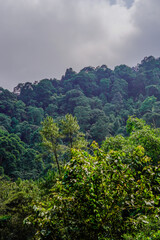 Fototapeta na wymiar landscape view of pine forest on mount salak bogor indonesia. 