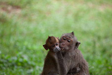 Naklejka premium 可愛いサル 