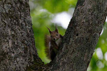 森の木の間から姿を見せるエゾリス