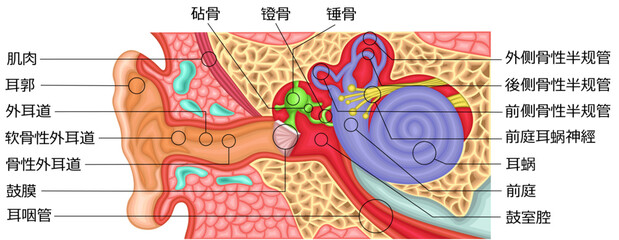 耳　構造　イラスト　中国語