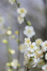 日本の春の梅