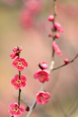 Fototapeta na wymiar 日本の春の梅