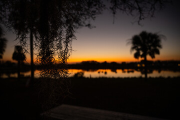 Spanish Moss Hangs Down At Sunset