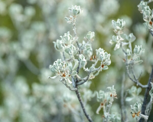 Soft Green Leaves Of Desert Plant