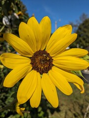 yellow flower sunflower