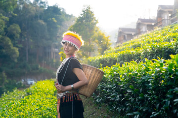 Portrait of Asian woman farmer working in tea plantation in Chiang Mai, Thailand. Hill tribes woman farm worker in traditional dress growing and harvesting organic tea leaf on the mountain.