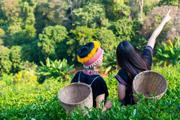 Two Asian woman farmer working in tea plantation in Chiang Mai, Thailand. Hill tribes woman farm...