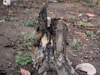 Wooden trees that have rotted are eaten by termites and can no longer grow