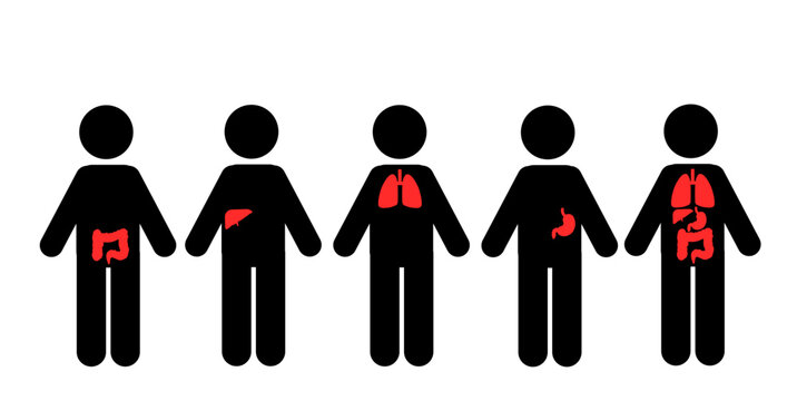 Human Body's Vital Organs Heart, Liver, Pancreas, Stomach Function