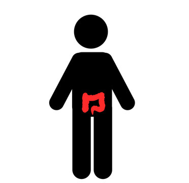 Pankreas Vector Illustration Understanding the Anatomy of the Pancreas