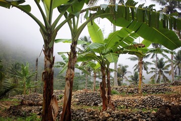 A banana tree with no fruit yet