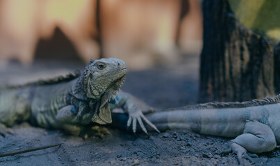 Selective focus.
Green iguana is a type of reptile or lizard genus that lives in tropical areas of Central America, South America and the Caribbean islands.