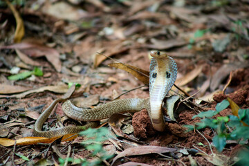 Cobra snake in India forest