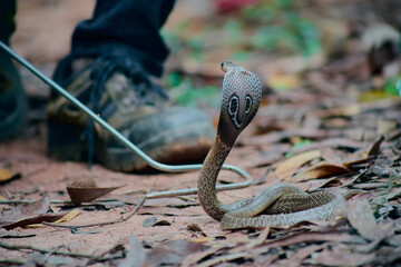 Snake catcher capturing Indian cobra snake