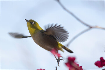 Japanese White-eye taking off from plum tree