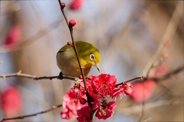Japanese White-eye with red blossoms of plum