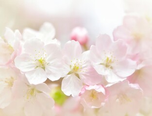 桜の花