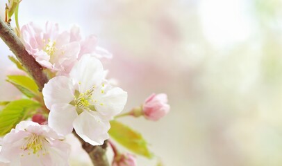 Fototapeta premium 桜の花