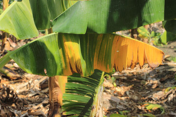 banana plant affected by deadly Fusarium wilt disease Tropical Race 4 fungus showing symptoms