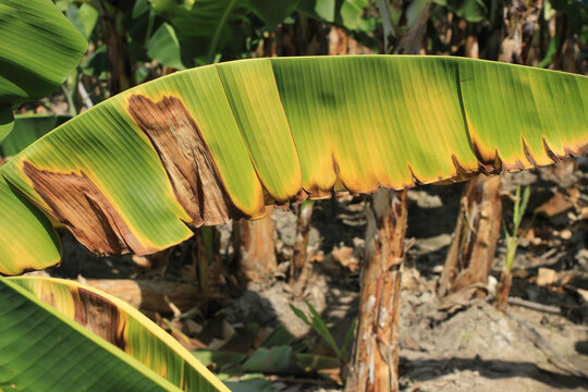 banana plant affected by deadly Fusarium wilt disease Tropical Race 4 fungus 