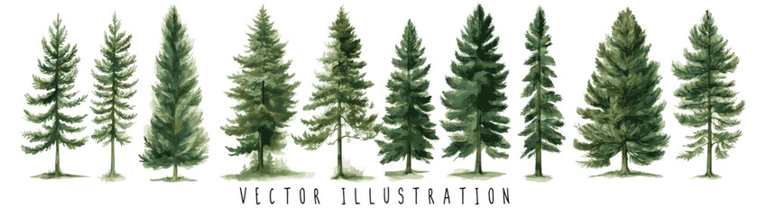 Watercolor of pine trees vector illustration collection set. Pine, spruce, christmas tree. isolated vector background