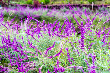 Lavender flower background with beautiful purple colors and bokeh.