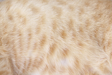 Fur cat brown white texture or animal hair natural patterns abstract light background