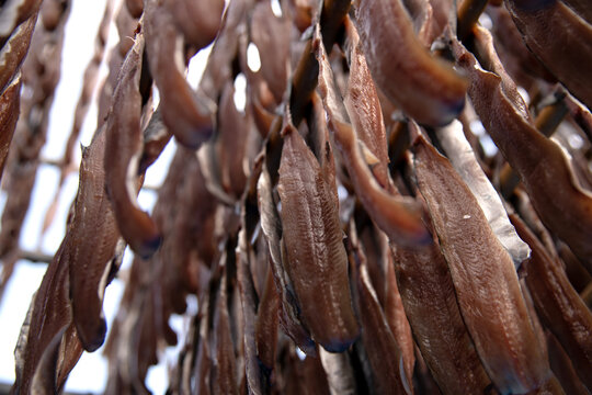 Low-angle view of drying saury and herring with the wind at the seaside