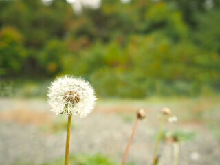 白いタンポポの綿毛