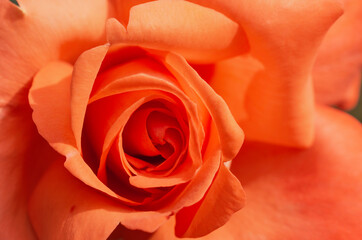 Closeup orange petals of blooming rose. Orange roses in soft color.
