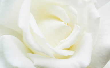 Closeup white petals of blooming rose. White roses in soft color.