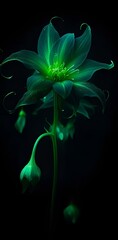 fractal flower.A detailed view of a flower against a black background. Perfect for adding a touch of elegance to any design project.