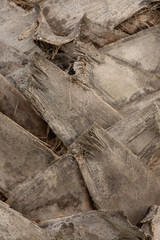 the bark of a palm. Palm tree bark texture