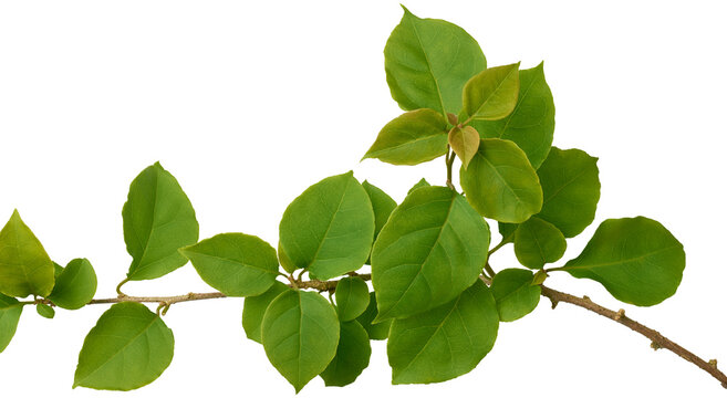 close-up of green foliage, elliptical with pointed tips and smooth textured branch of bougainvillea plant isolated on white background