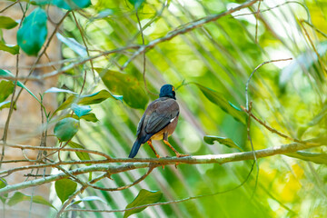 Myna