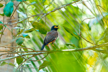 Myna