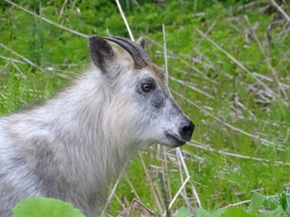 二ホンカモシカ