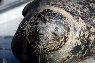 ゼニガタアザラシ © ふわしん